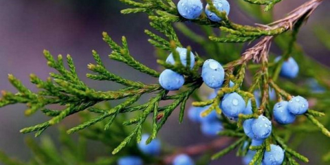 Juniper - vybavení přistání, pravidla pěstování a aplikací v krajinném designu (155 fotek)